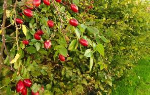 Bild einer Hecke